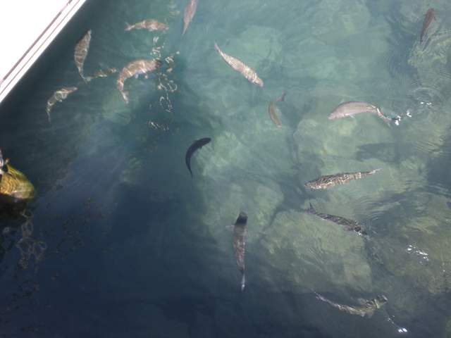 Fishies