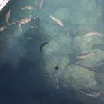 Fishies