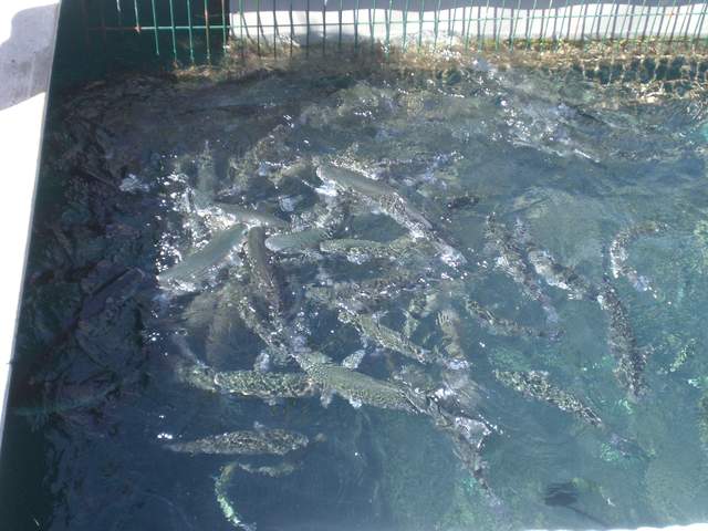 Fish being fed - they're the fattest fish ever