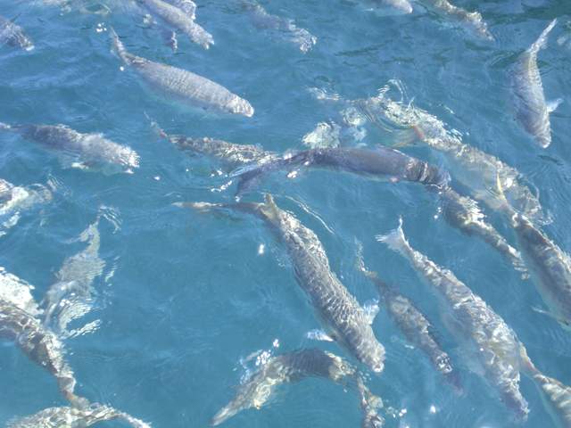 Fish at the marina