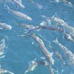 Fish at the marina