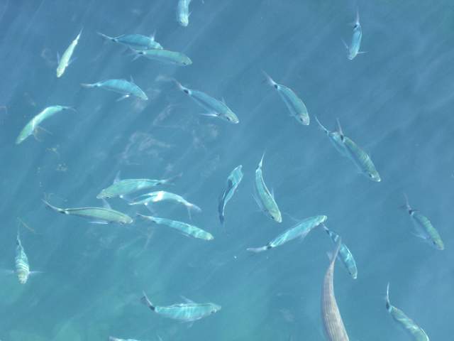 Blue fishies