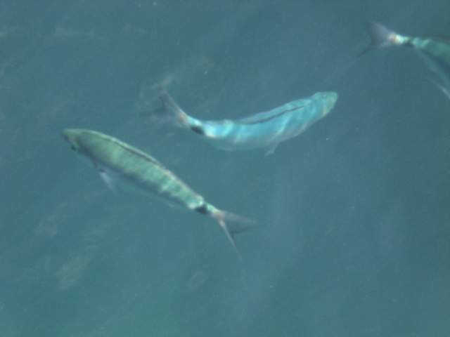 Fishies