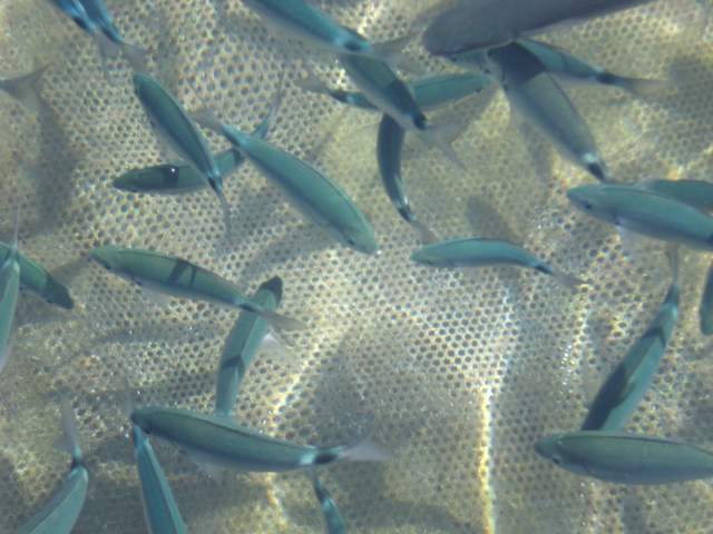 Fishies