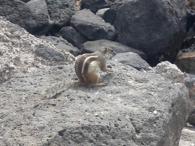 Chipmunk on the rocks