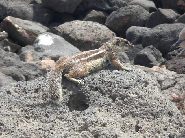Sunbathing chipmunk