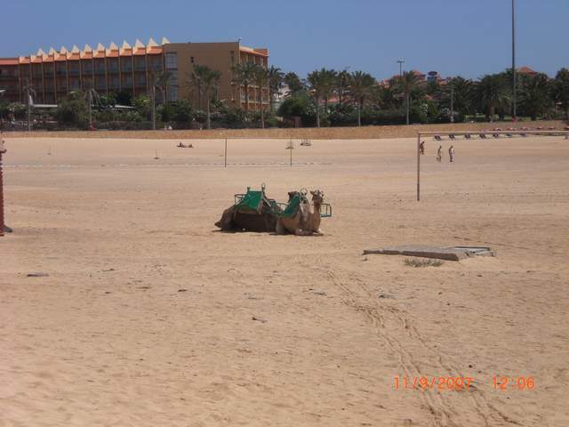 Camels on the beach