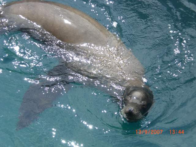 Harley swimming
