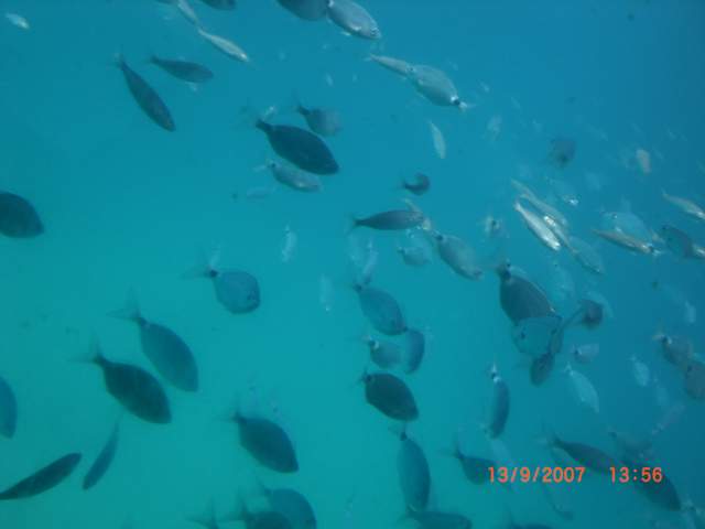 FISH!