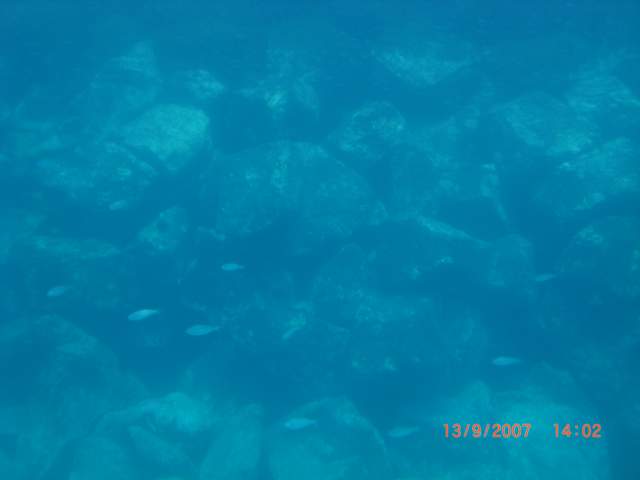 Blurry fish