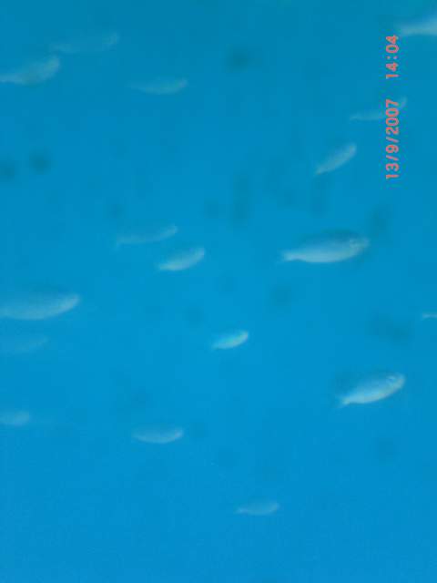 Fish fish fish