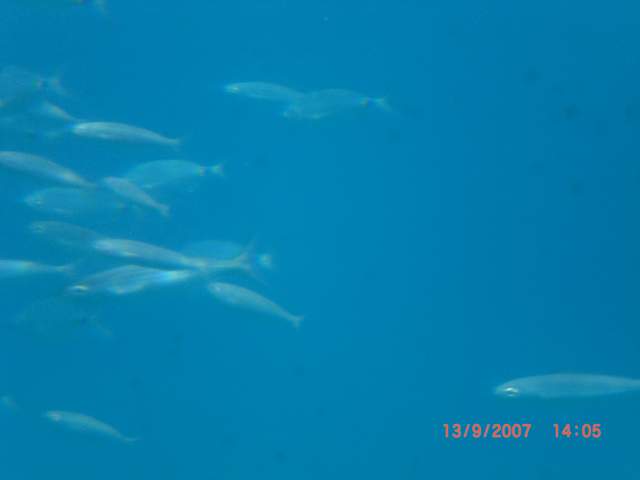 Fish!!