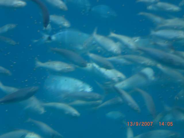Fish