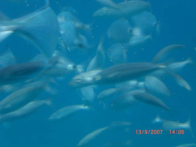 Lots of fish