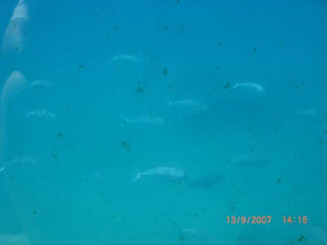 More blurry fish