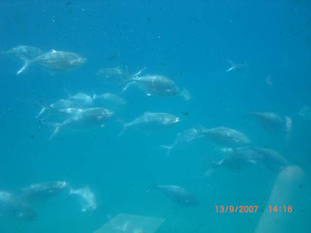 Fish