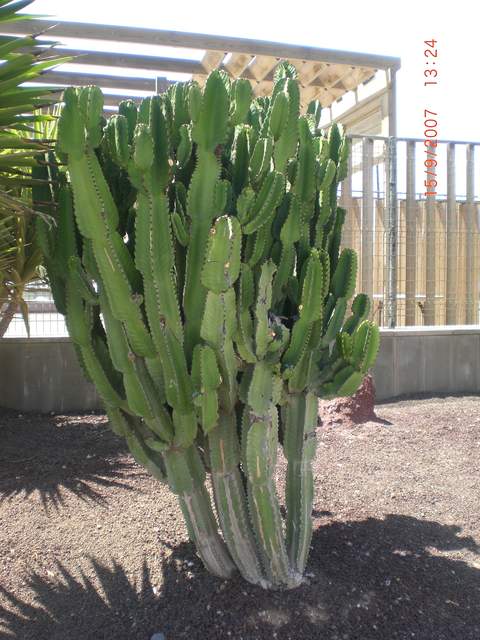 Cactus!