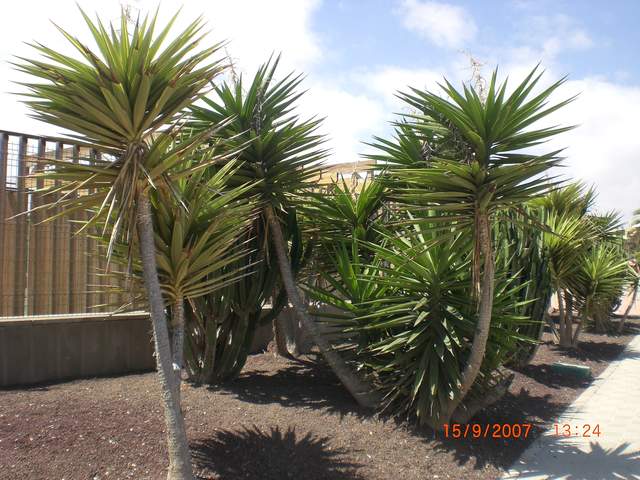 Lovely palmy things