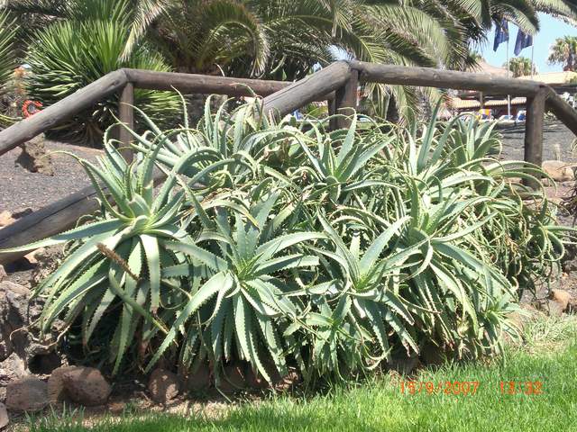 My favourite cactus thing