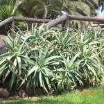 My favourite cactus thing