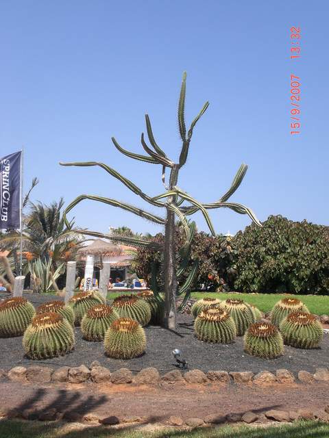 Turton named this the 'robot cactus'