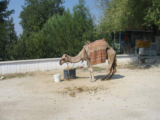 IMG_0824.JPG