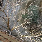 IMG_1070.JPG