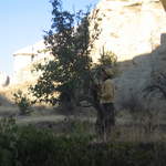 Our pilot, stopping off for some pears