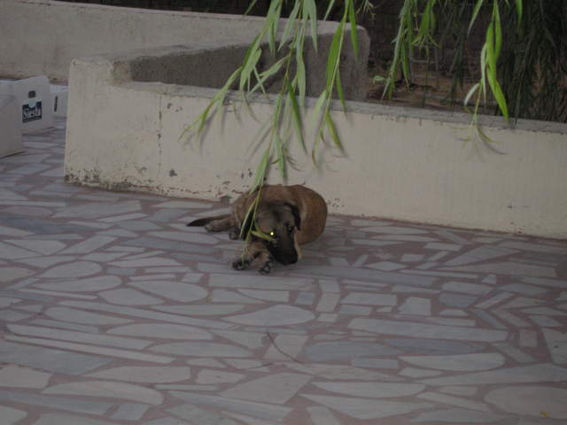 Sleeping dog at the Flintstones Cave Pension