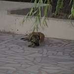Sleeping dog at the Flintstones Cave Pension