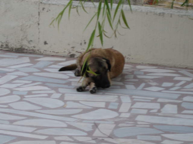 Sleeping dog at the Flintstones Cave Pension