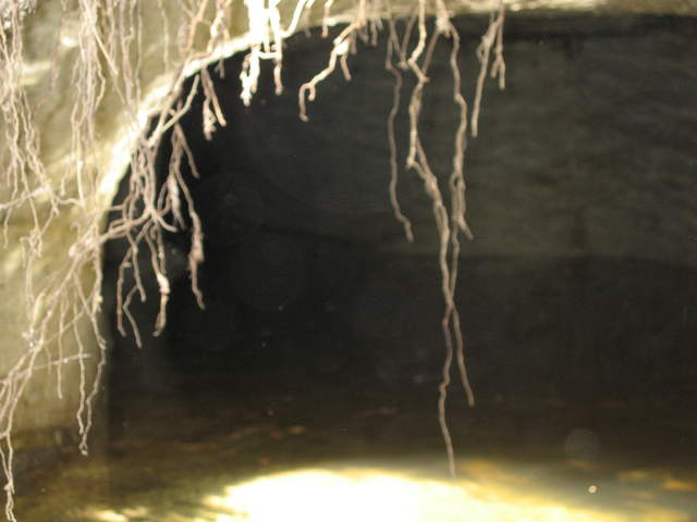 IMG_1167.JPG