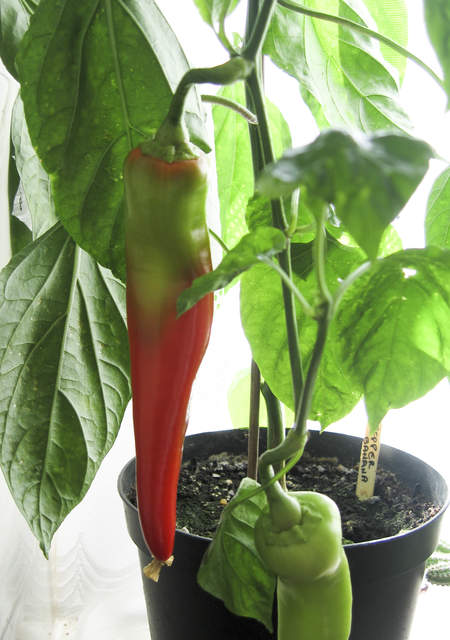 Ripening Banana Pepper