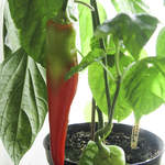 Ripening Banana Pepper