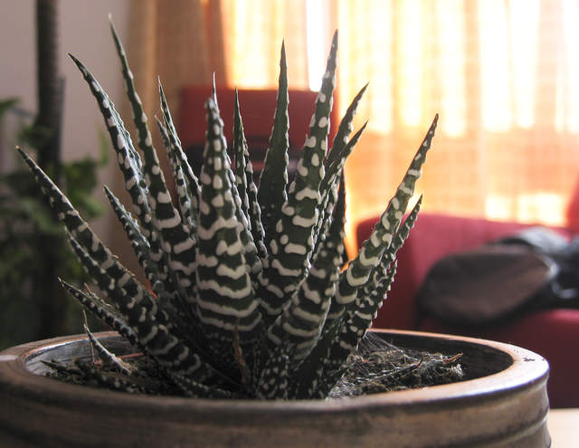 Haworthia Fasciata 'Big Band'