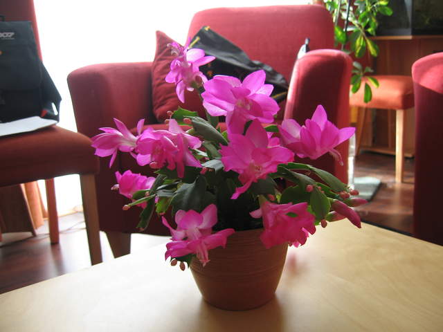 Flowering Christmas Cactus