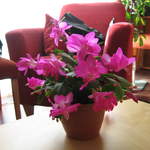 Flowering Christmas Cactus