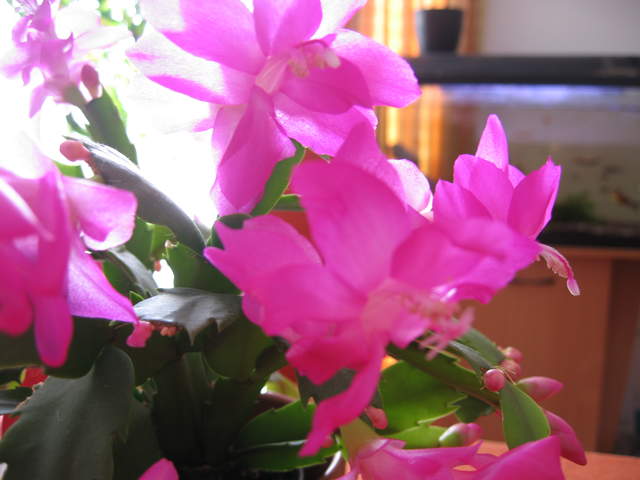 Flowering Christmas Cactus