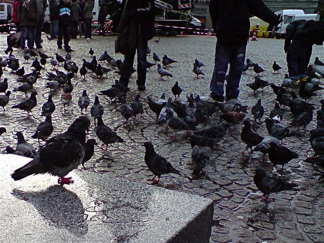 Amsterdam - Pidgeons.jpg