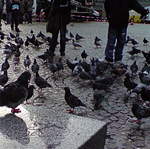 Amsterdam - Pidgeons.jpg