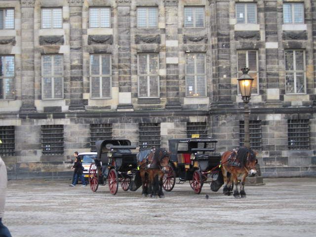 Horses in Dam Square