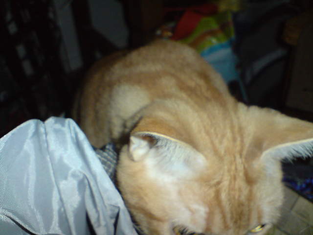 DSC00856.JPG