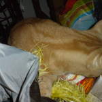 DSC00857.JPG