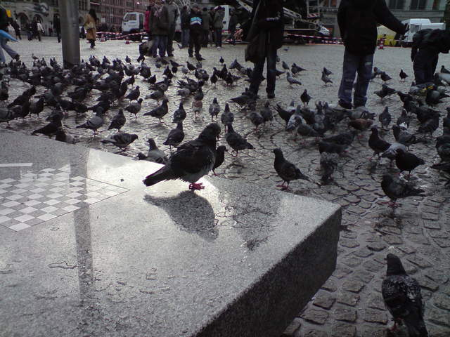 DSC00966.JPG