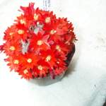 cactii may2005 002.jpg
