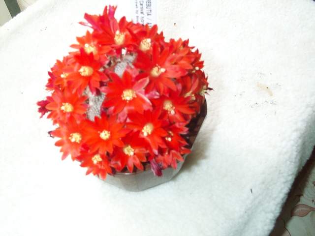 cactii may2005 002.jpg