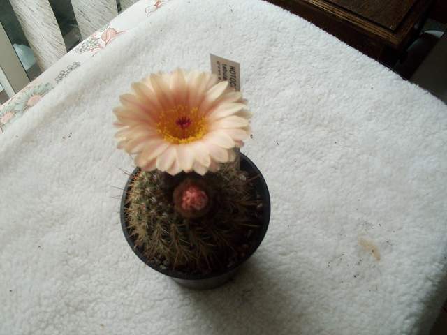 cactii may2005 004.jpg