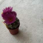 cactii may2005 005.jpg