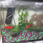 Fish2.wmv