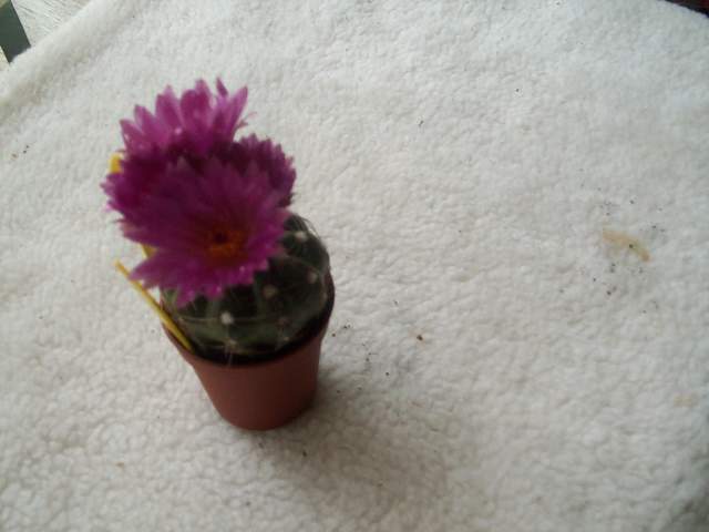 cactii may2005 005.jpg